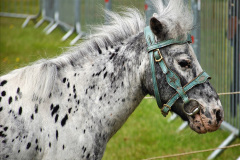 149.2024-06-08-The-Gillingham-Shaftesbury-late-Spring-Show-Shaftesbury-Dorset.-149-