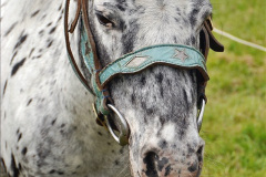 151.2024-06-08-The-Gillingham-Shaftesbury-late-Spring-Show-Shaftesbury-Dorset.-151-