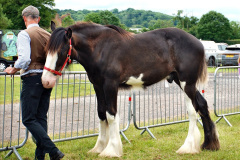 199.2024-06-08-The-Gillingham-Shaftesbury-late-Spring-Show-Shaftesbury-Dorset.-199-