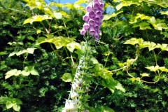 023.2024-06-10-The-Courts-Garden-NT-near-Bradford-on-Avon-Wiltshire.-23-