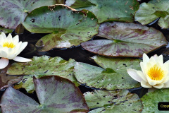 076.2024-06-10-The-Courts-Garden-NT-near-Bradford-on-Avon-Wiltshire.-76-