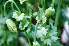 088.2024-06-10-The-Courts-Garden-NT-near-Bradford-on-Avon-Wiltshire.-88-