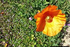 2024 May 25 A Poole Garden in Late Spring