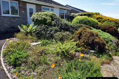 002.2024-05-25-A-Poole-garden-in-late-Spring.-2-