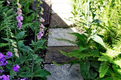 009.2024-05-25-A-Poole-garden-in-late-Spring.-9-