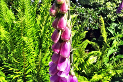 011.2024-05-25-A-Poole-garden-in-late-Spring.-11-