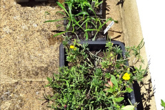 033.2024-05-25-A-Poole-garden-in-late-Spring.-33-
