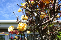 035.2024-05-25-A-Poole-garden-in-late-Spring.-35-