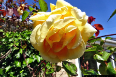036.2024-05-25-A-Poole-garden-in-late-Spring.-36-