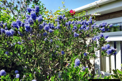 037.2024-05-25-A-Poole-garden-in-late-Spring.-37-