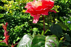 040.2024-05-25-A-Poole-garden-in-late-Spring.-40-