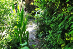 041.2024-05-25-A-Poole-garden-in-late-Spring.-41-