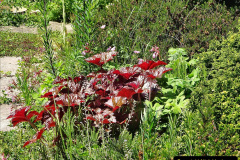 052.2024-05-25-A-Poole-garden-in-late-Spring.-52-