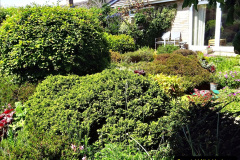 053.2024-05-25-A-Poole-garden-in-late-Spring.-53-