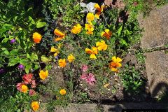 054.2024-05-25-A-Poole-garden-in-late-Spring.-54-