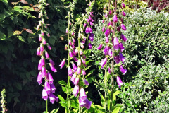055.2024-05-25-A-Poole-garden-in-late-Spring.-55-