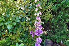 060.2024-05-25-A-Poole-garden-in-late-Spring.-60-