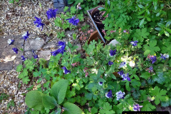 062.2024-05-25-A-Poole-garden-in-late-Spring.-62-