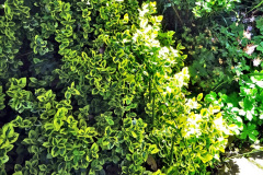064.2024-05-25-A-Poole-garden-in-late-Spring.-64-