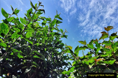 068.2024-05-25-A-Poole-garden-in-late-Spring.-68-