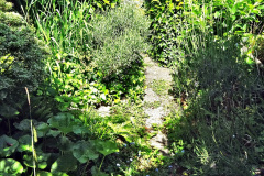 069.2024-05-25-A-Poole-garden-in-late-Spring.-69-