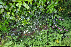 073.2024-05-25-A-Poole-garden-in-late-Spring.-73-
