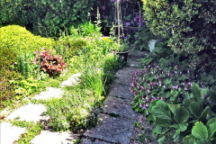 074.2024-05-25-A-Poole-garden-in-late-Spring.-74-