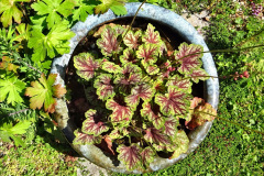 075.2024-05-25-A-Poole-garden-in-late-Spring.-75-
