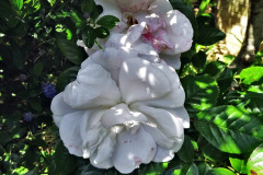 077.2024-05-25-A-Poole-garden-in-late-Spring.-77-