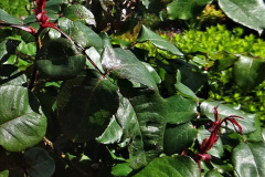 083.2024-05-25-A-Poole-garden-in-late-Spring.-83-