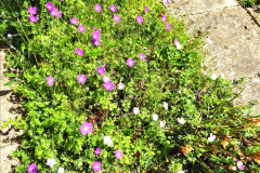 086.2024-05-25-A-Poole-garden-in-late-Spring.-86-