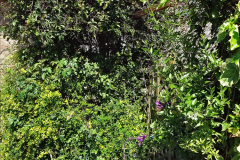089.2024-05-25-A-Poole-garden-in-late-Spring.-89-