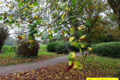 044.2024-11-08-Kingston-Lacy-NT-in-Late-Autumn.-44-