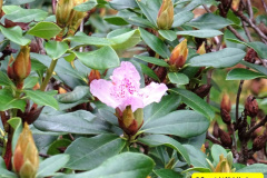 049.2024-11-08-Kingston-Lacy-NT-in-Late-Autumn.-49-