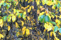 051.2024-11-08-Kingston-Lacy-NT-in-Late-Autumn.-51-