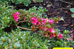 054.2024-11-08-Kingston-Lacy-NT-in-Late-Autumn.-54-