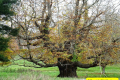 069.2024-11-08-Kingston-Lacy-NT-in-Late-Autumn.-69-