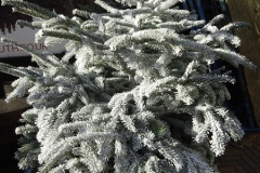 003.2024-11-12-BOURNEMOUTH-Xmas-Organ-Consort.-3-