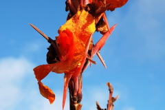 008.2024-10-14-Holme-Garden-Center-Near-Wareham.-Dorset.-8-