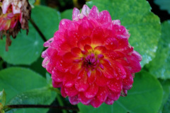 012.2024-10-14-Holme-Garden-Center-Near-Wareham.-Dorset.-12-