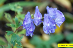 014.2024-10-14-Holme-Garden-Center-Near-Wareham.-Dorset.-14-