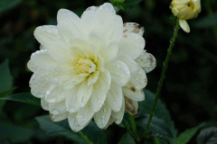 020.2024-10-14-Holme-Garden-Center-Near-Wareham.-Dorset.-20-