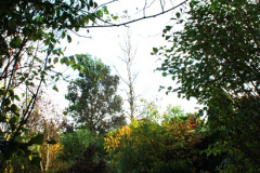 027.2024-10-14-Holme-Garden-Center-Near-Wareham.-Dorset.-27-