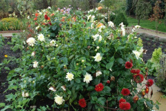 067.2024-10-14-Holme-Garden-Center-Near-Wareham.-Dorset.-67-