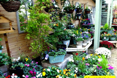 105.2024-10-14-Holme-Garden-Center-Near-Wareham.-Dorset.-105-