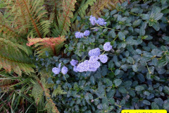 003.2024-10-27-A-Poole-Garden-in-Late-Autumn.-3-
