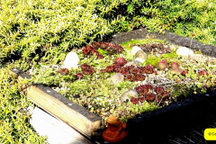 010.2024-10-27-A-Poole-Garden-in-Late-Autumn.-10-