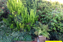 011.2024-10-27-A-Poole-Garden-in-Late-Autumn.-11-