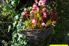 020.2024-10-27-A-Poole-Garden-in-Late-Autumn.-20-
