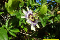 024.2024-10-27-A-Poole-Garden-in-Late-Autumn.-24-